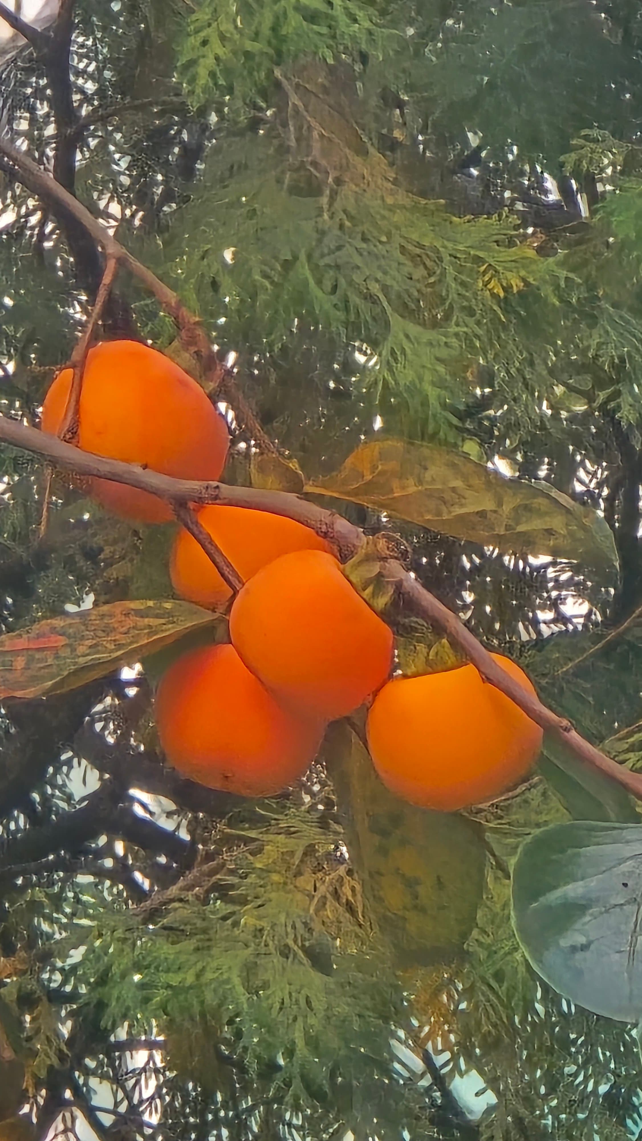 강길원 시인 사진 151