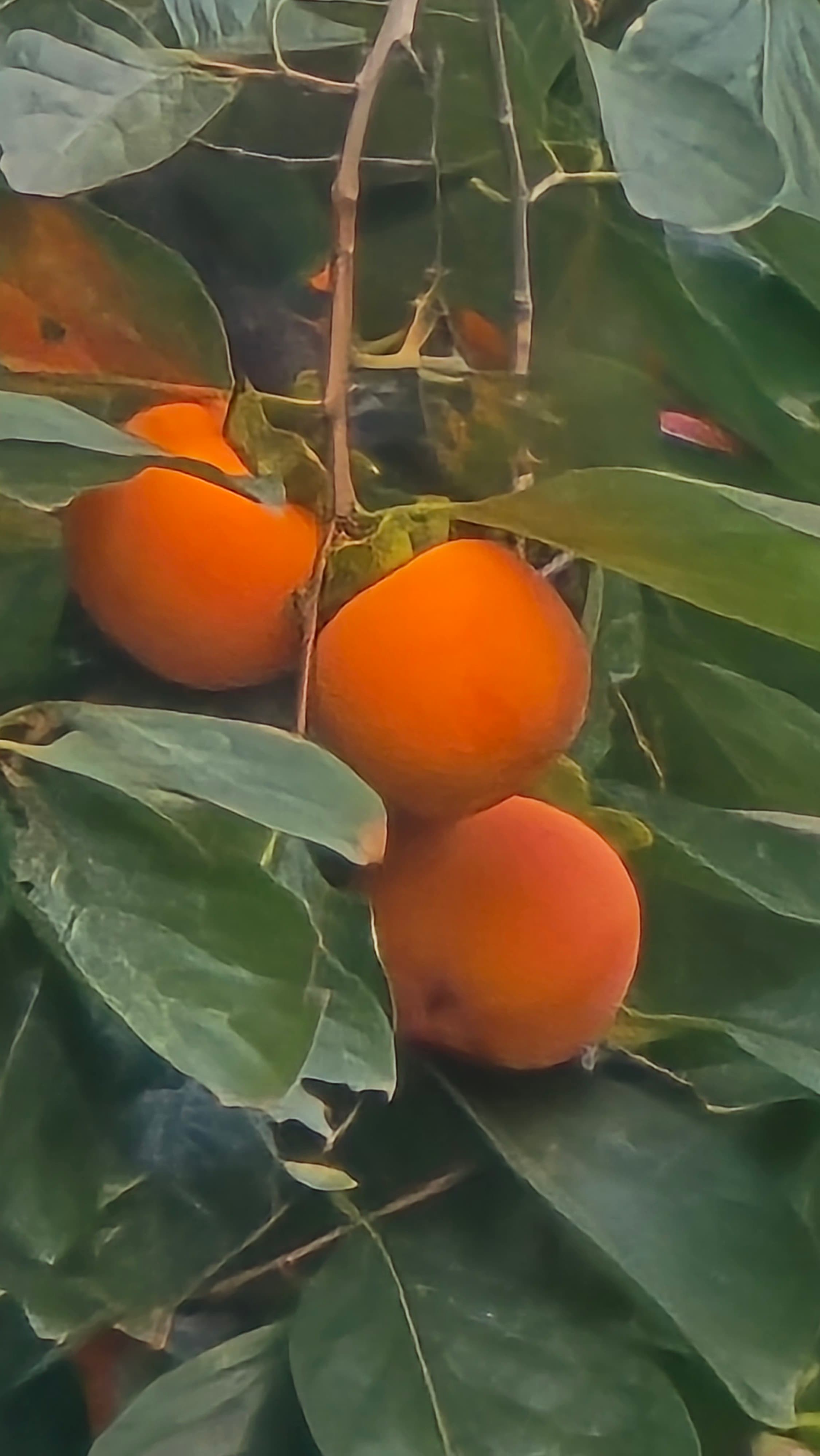 강길원 시인 사진 152