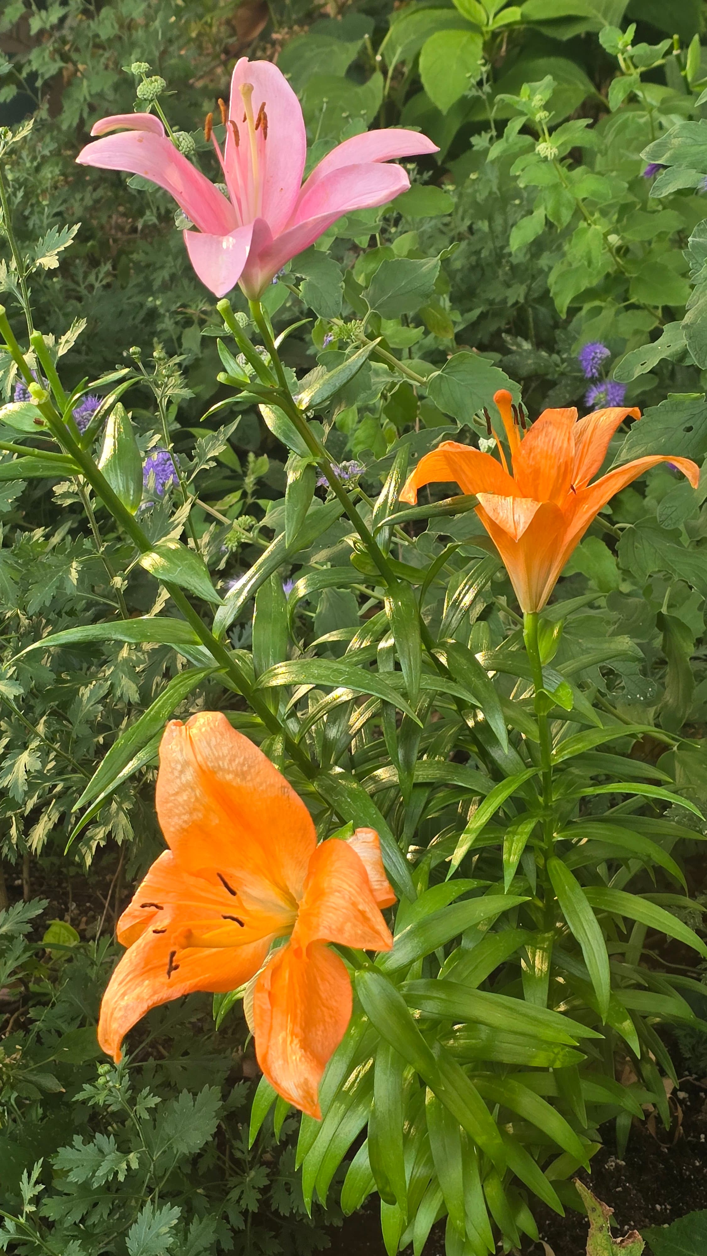 강길원 시인 사진 172