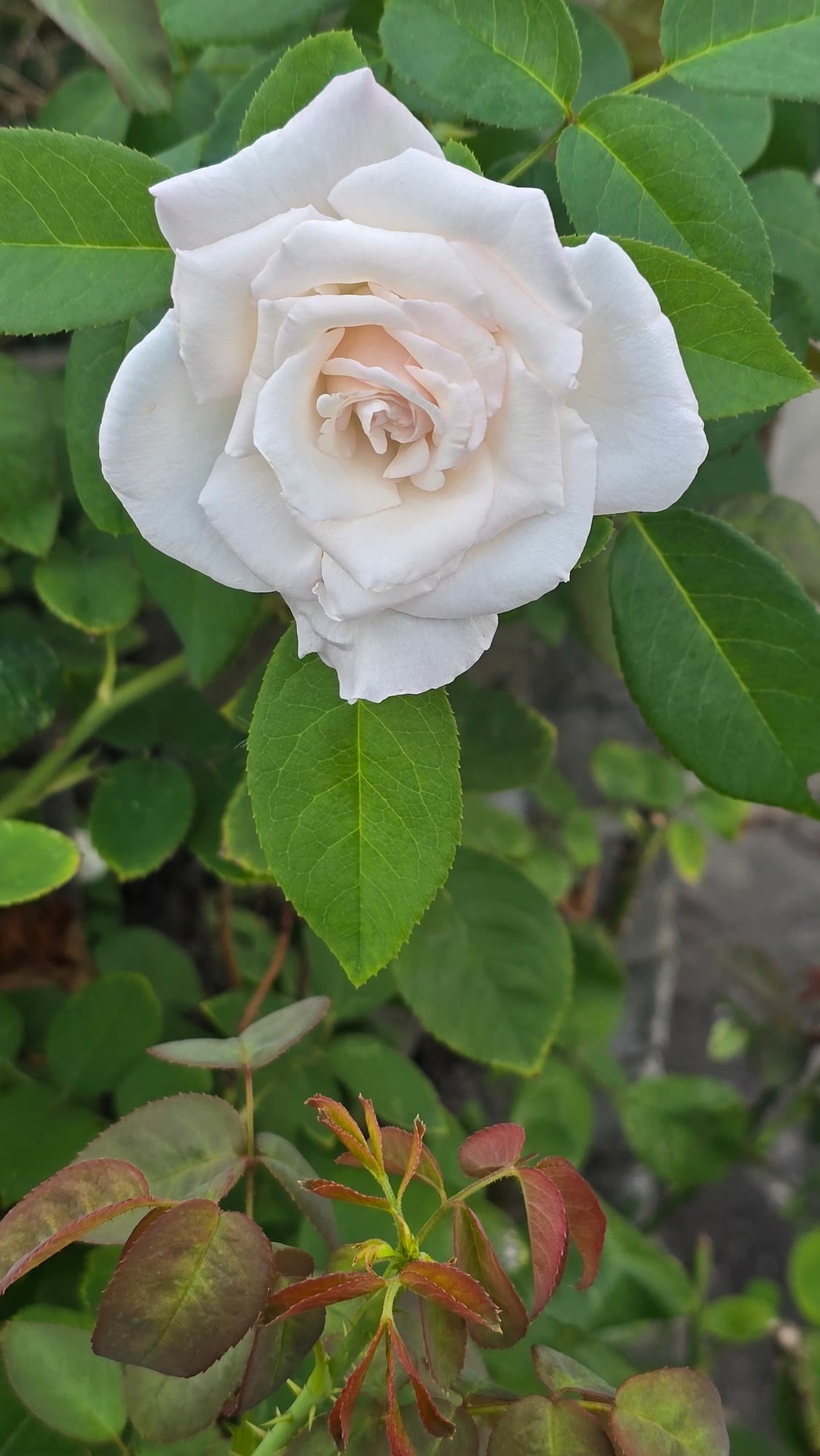 강길원 시인 사진 20