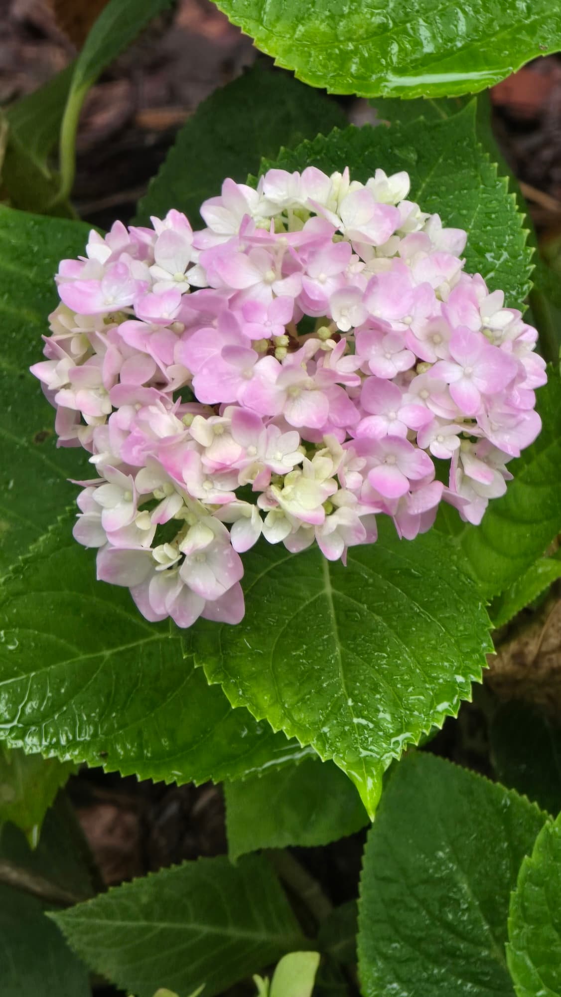 강길원 시인 사진 53