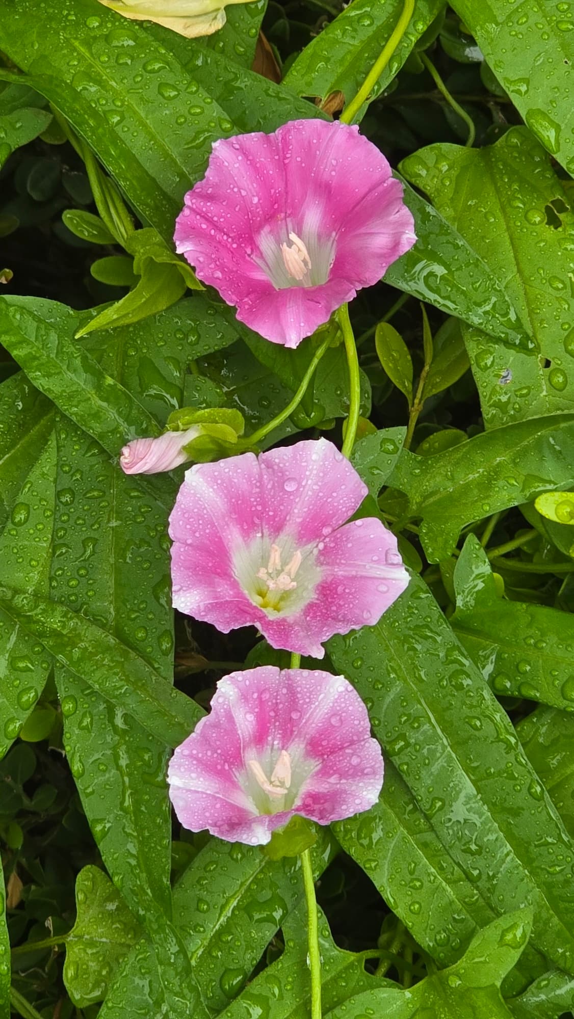 강길원 시인 사진 78
